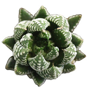 Super Faschiata Haworthia